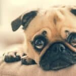 Fawn Pug puppy laying on the couch