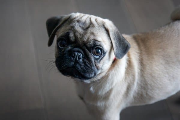 pug black colour