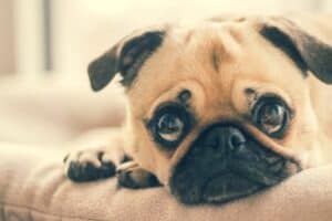 Fawn Pug puppy laying on the couch