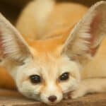 How Much Do Fennec Foxes Cost? And Finding A Breeder
