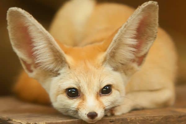 Fennec Fox with head laying down