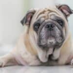 How Long Do Pugs Live? Lifespan & Common Health Problems