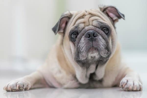 Old Pug dog Laying Down