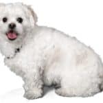 White Peekapoo dog Smiling