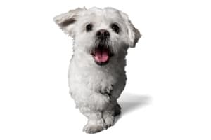 White Peekapoo dog Smiling