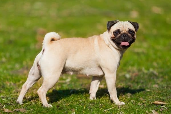 A Pug with the traditional mask on the face and black ears