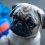 Pug Puppy with a toy in the background