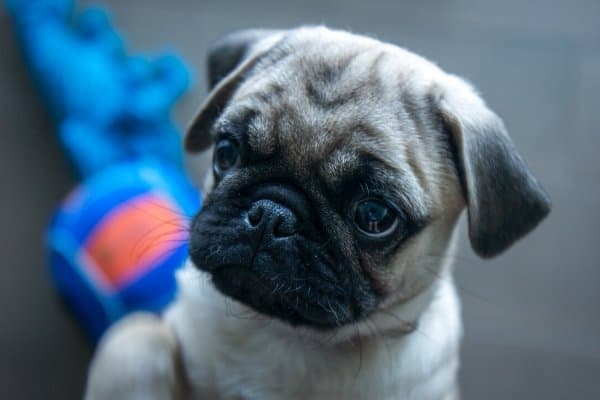 Pug Puppy with a toy in the background