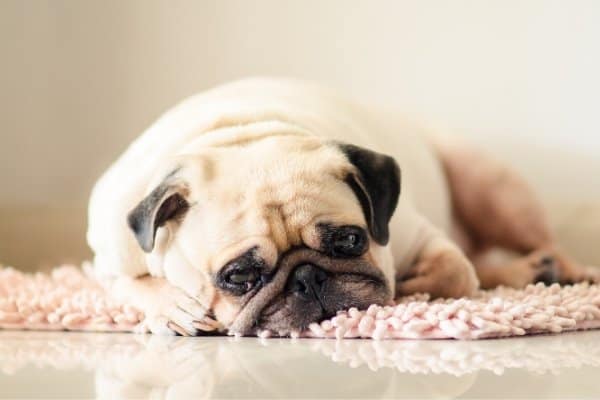 Pug Sleeping on Rug