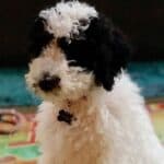 Sheepadoodle puppy sitting on a rug