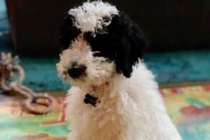 Sheepadoodle puppy sitting on a rug
