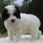 Sheepadoodle Puppy