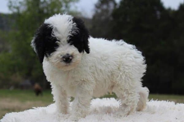 Our New Sheepadoodle Puppy Chai - Stephanie Kase VLOG