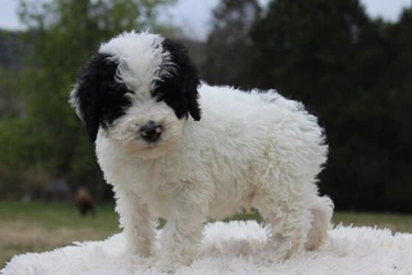 Sheepadoodle Puppies for Sale in North Carolina by Above and Beyond Standards — Above and Beyond Standards, Premier Puppies in NC - Bernedoodle, Goldendoodle, AKC Poodle, & Sheepadoodle Puppies in NC!
