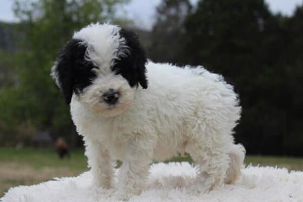 i love sheepadoodle