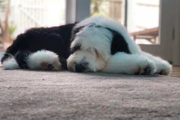 Sheepadoodle Sleeping