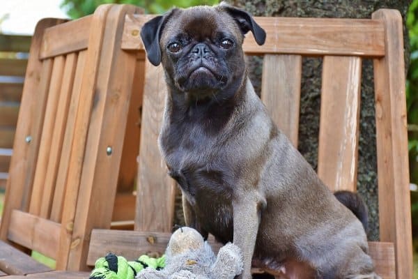 Silver Pug