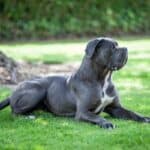 An alert Cane Corso laying in the grass.