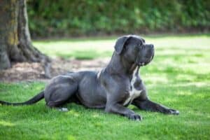An alert Cane Corso laying in the grass.