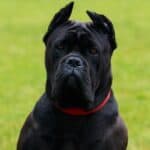 The Jaws and Bite of a Cane Corso (Do They Lock?)