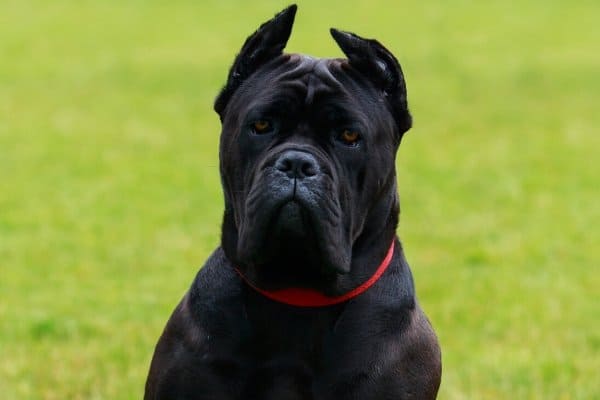 Black Cane Corso