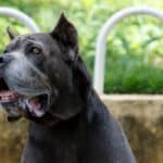 Cane Corso Drooling