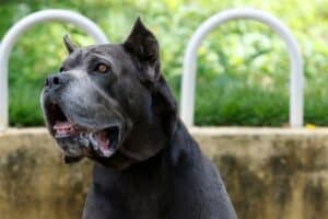 Cane Corso Drooling