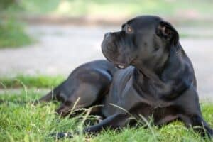 Cane Corso Laying in Grass Outside