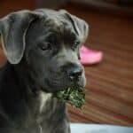 Cane Corso Puppy Eating Grass