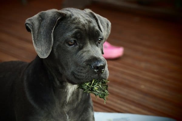 Cane Corso Puppy Eating Grass