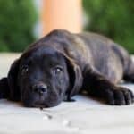 Cane Corso Puppy Costs | Real Breeder Examples & Prices (2023)