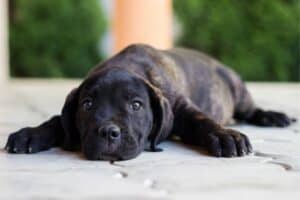 Cane Corso Puppy Laying Down