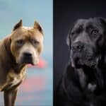 Cane Corso and Pitbull