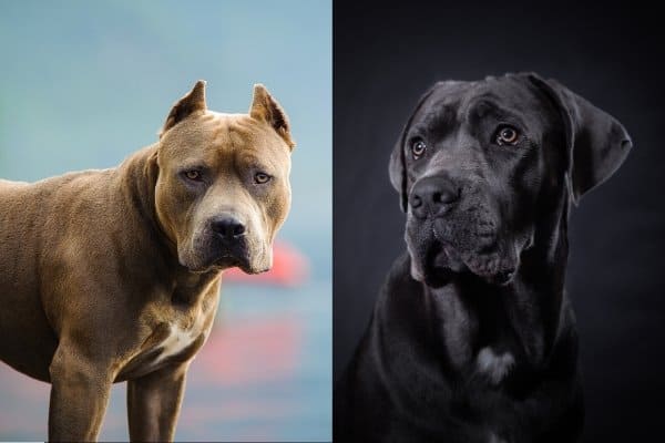 Cane Corso and Pitbull