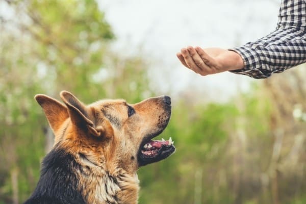 German Shepherd Being Trained