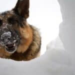 German Shepherd sticking his head in a snow hole