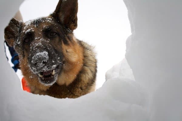 German Shepherd sticking his head in a snow hole