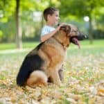 Young boy with his German Shepherd