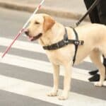 Labrador guide dog guiding a blind person across the street.