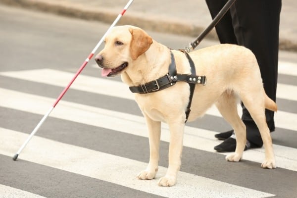 Labrador guide dog guiding a blind person across the street.