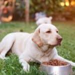 Labrador laying down by a bowl of food.