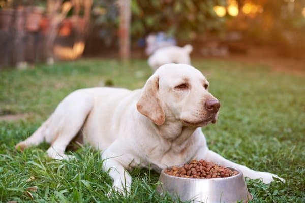 Labrador laying down by a bowl of food.
