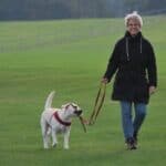 Labrador puppy with her owner walking through a field.