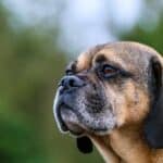 Older Puggle with gray face hair