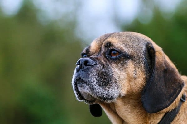 Older Puggle with gray face hair