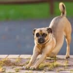 Exercising a Puggle: How Much, How and When (2023)