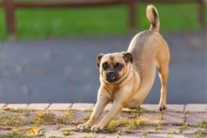 A Puggle stretching outside