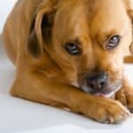 Puggle puppy licking his paw