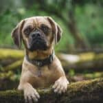 How To Ensure Your Puggle Gets Along With Other Dogs