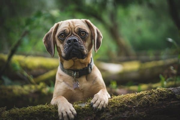 Puggle in woods with paws on tree stump